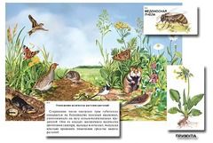 Магнитный плакат-аппликация "Луг: биоразнообразие и взаимосвязи в сообществе" - fgospostavki.ru - Белово