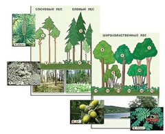 Гербарий фотографический "Растительные сообщества. Лес" (раздаточный) - fgospostavki.ru - Белово