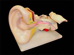 Модель уха - fgospostavki.ru - Белово