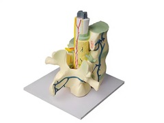 Модель части позвоночника человека - fgospostavki.ru - Белово
