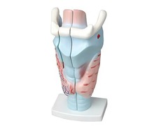 Модель гортани в разрезе - fgospostavki.ru - Белово