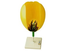 Модель цветка тюльпана - fgospostavki.ru - Белово