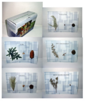 Коллекция "Голосеменные растения" - fgospostavki.ru - Белово