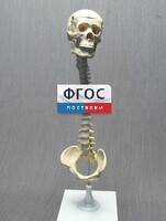Модель "Позвоночник с черепом и тазом" - fgospostavki.ru - Белово