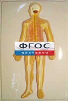 Модель барельефная "Нервная система человека" - fgospostavki.ru - Белово