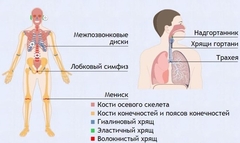 Интерактивные курсы. Биология 9 класс. Базовый. - fgospostavki.ru - Белово