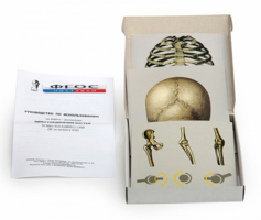 Модель-аппликация "Типы соединения костей" (набор из 7 карт) - fgospostavki.ru - Белово