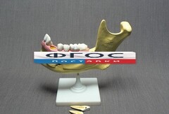 Модель "Челюсть разборная" - fgospostavki.ru - Белово