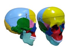 Модель "Череп" (с раскрашенными костями) - fgospostavki.ru - Белово