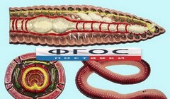 Модель барельефная "Внутреннее строение дождевого червя" - fgospostavki.ru - Белово