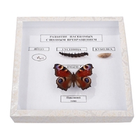 Коллекция энтомологическая "Развитие насекомых с полным превращением" - fgospostavki.ru - Белово