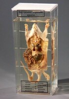 Влажный препарат "Внутреннее строение крысы" - fgospostavki.ru - Белово