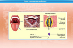 Интерактивные курсы. Биология 10 класс. Базовый. - fgospostavki.ru - Белово