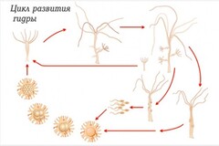 Модель-аппликация Строение и цикл развития гидры - fgospostavki.ru - Белово