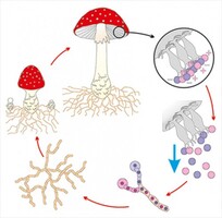 Модель-аппликация Размножение шляпочного гриба - fgospostavki.ru - Белово
