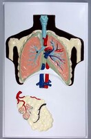 Модель барельефная "Строение легких" - fgospostavki.ru - Белово