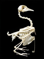 Скелет голубя - fgospostavki.ru - Белово