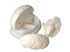 Модель мозга в разрезе - fgospostavki.ru - Белово