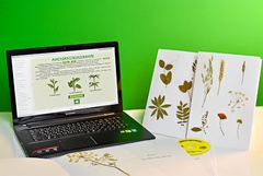 Гербарий натурально-интерактивный "Морфология растений" - fgospostavki.ru - Белово