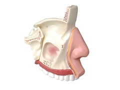 Модель носа в разрезе - fgospostavki.ru - Белово