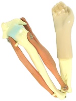 Модель локтевого сустава подвижная - fgospostavki.ru - Белово