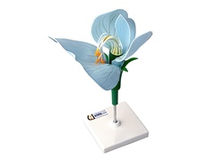 Модель цветка гороха - fgospostavki.ru - Белово