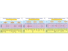 Плакаты ПРОФТЕХ "Ассортимент продовольственных товаров" (3 пл, винил, 70х100) - fgospostavki.ru - Белово