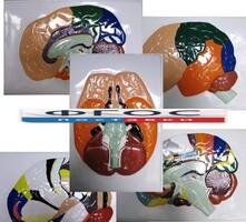 Модель барельефная "Доли, извилины, цитоархитектонические поля головного мозга" (5 планшетов) - fgospostavki.ru - Белово