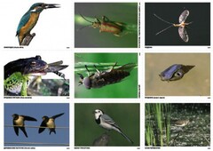 Комплект таблиц Природные зоны России. Сообщества (комплект 18 таблиц) - fgospostavki.ru - Белово