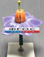 Модель "Цветок картофеля" - fgospostavki.ru - Белово