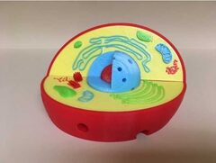 Модель растительной клетки - fgospostavki.ru - Белово