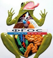 Модель барельефная "Внутреннее строение лягушки" - fgospostavki.ru - Белово