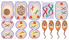Модель-аппликация Деление клетки. Митоз и мейоз - fgospostavki.ru - Белово