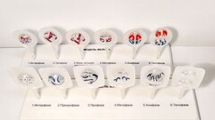 Модель "Митоз и мейоз клетки" - fgospostavki.ru - Белово