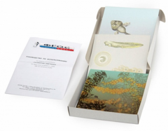 Модель-аппликация "Развитие лягушки" (набор из 10 карт) - fgospostavki.ru - Белово