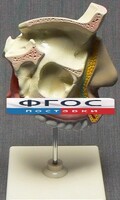 Модель "Разрез носоглотки" - fgospostavki.ru - Белово
