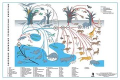 Комплект таблиц "Эволюция движений позвоночных животных" - fgospostavki.ru - Белово