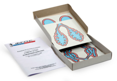 Модель-аппликация "Развитие легких позвоночных животных" (набор из 5 карт) - fgospostavki.ru - Белово