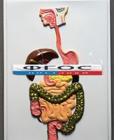 Модель барельефная "Пищеварительный тракт" - fgospostavki.ru - Белово