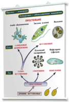 Плакаты по биологии для оформления кабинета. - fgospostavki.ru - Белово