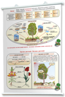 Плакаты по природоведению 2-3 классы. Для оформления кабинета. - fgospostavki.ru - Белово
