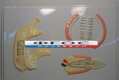 Модель барельефная "Челюсть человека" - fgospostavki.ru - Белово