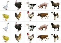 Комплект карточек "Запоминай, играй, считай" - Домашние животные - fgospostavki.ru - Белово