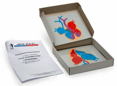 Модель-аппликация "Этапы эволюции сердца у позвоночных" (набор из 4 карт) - fgospostavki.ru - Белово