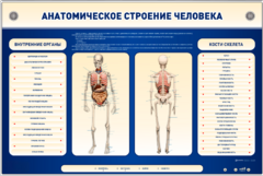 Электрифицированный стенд-тренажер c макетом скелета "Анатомическое строение человека" - fgospostavki.ru - Белово