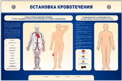 Электрифицированный стенд-тренажер "Остановка кровотечения" - fgospostavki.ru - Белово