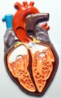 Модель барельефная "Строение сердца человека" - fgospostavki.ru - Белово