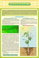 Стенд "Фотосинтез" - fgospostavki.ru - Белово