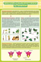 Стенд "Способы размножения растений" - fgospostavki.ru - Белово