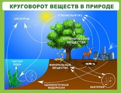 Стенд "Круговорот веществ" - fgospostavki.ru - Белово